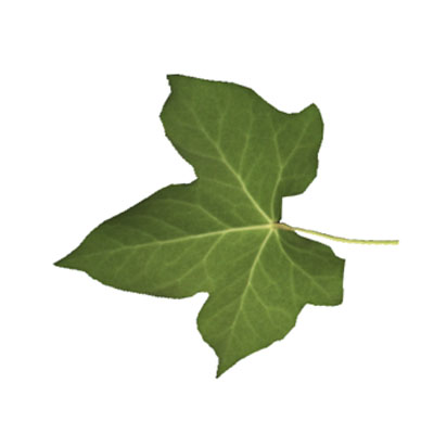 skanowany model